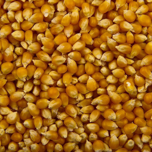 Premium Popcorn Kernels